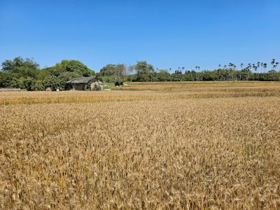 大雅麥田好風光。