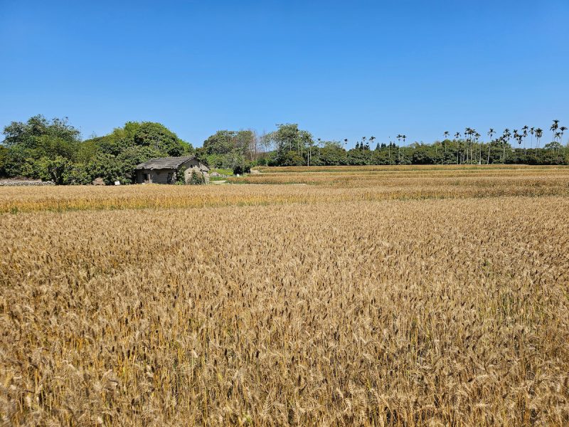 大雅麥田好風光。