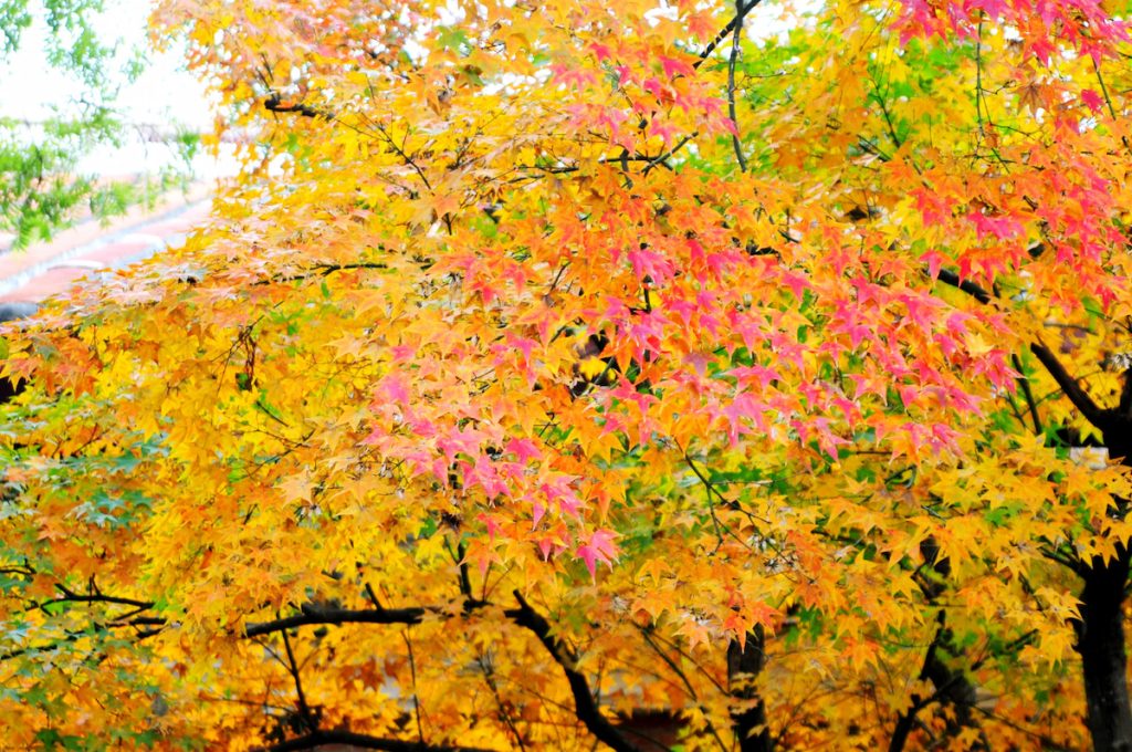 臺灣也有楓樹原生種,青楓是最常見的代表之一。