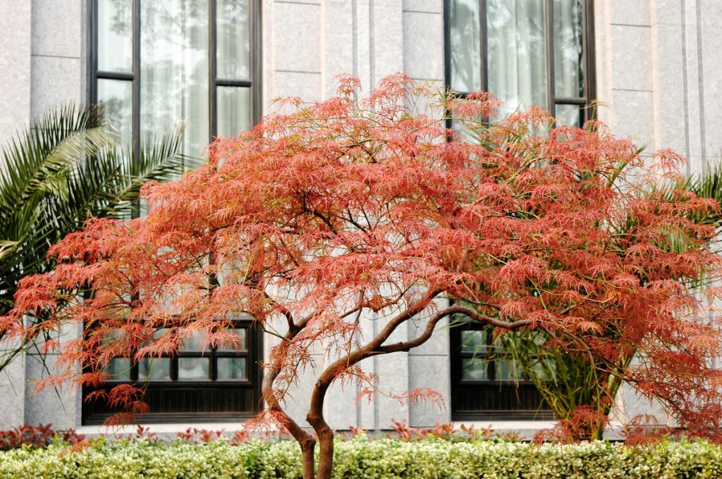 枝垂楓系列品種是常見的日系楓葉,羽狀細裂的葉片是主要的特色。