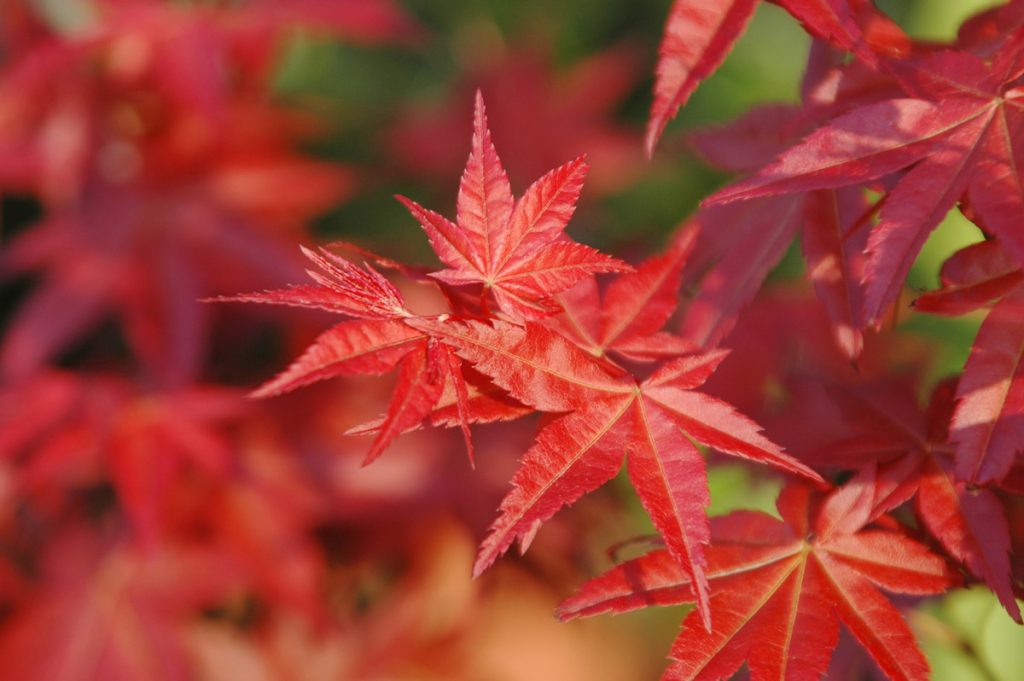 由於臺灣都市氣候較溫暖,楓葉轉紅的季節往往發生在春季,別有一番風情。