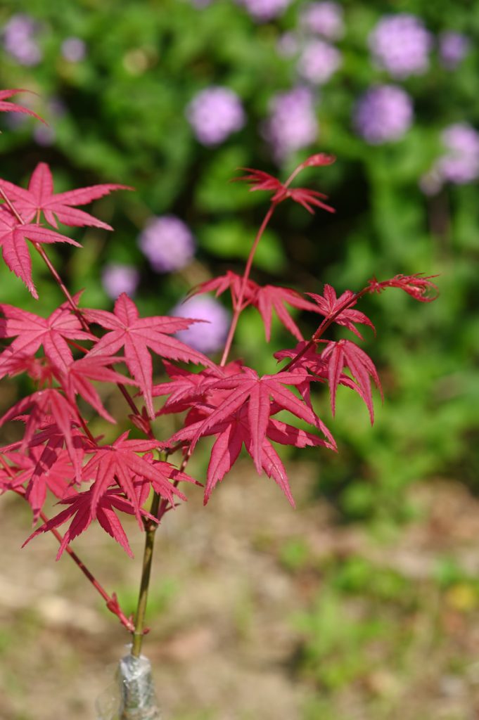 楓樹的嫁接苗,購買時須注意砧木與接穗接合處的癒合狀況是否良好。