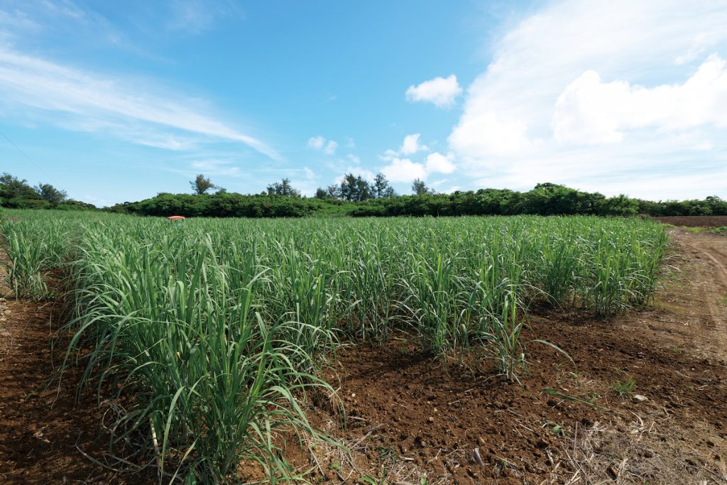 沖繩一處甘蔗田。冬季時,原本在北海道的農業移工可轉往氣候溫暖的沖繩繼續工作。(攝影╱Khun Ta on Adobe Stock)