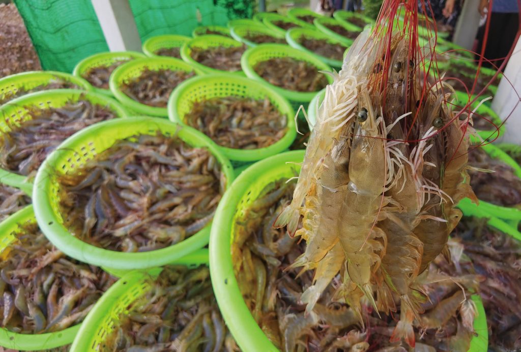 全球蝦類需求量將近8 0 0 萬噸，蝦類成為重要蛋白質來源之一，專家預估未來養殖蝦需求只增不減，臺灣亟需在下一輪競逐中找到立足點。（攝影╱Somprasong on Adobe Stock）