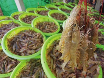 全球蝦類需求量將近8 0 0 萬噸，蝦類成為重要蛋白質來源之一，專家預估未來養殖蝦需求只增不減，臺灣亟需在下一輪競逐中找到立足點。（攝影╱Somprasong on Adobe Stock）