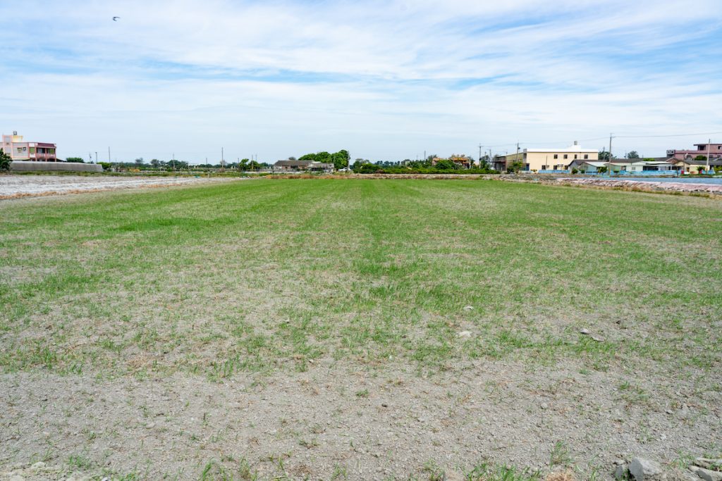 彰化大城的小麥作期多採「提早播、提早收」,約每年十月中播種、隔年二月中收割。