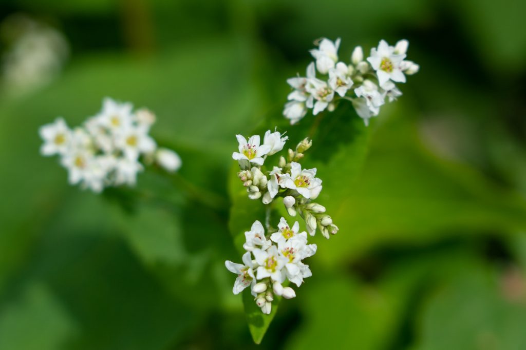 每年十一月中正是蕎麥花開花的季節。