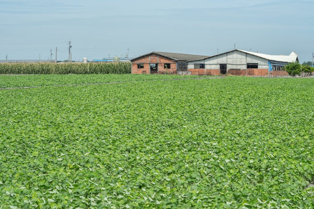 林家契作的蕎麥花田。