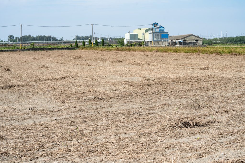 十一月翻土後，以人工撒種的方式種植小麥。