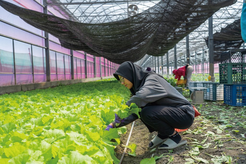 生活輔導與支援,是引進外國農業勞動力需提供的支援。現階段農業部「外國青年農民來臺實習計畫」已吸引不少印尼、菲律賓青農來臺,或可參照其中經驗。(攝影╱吳尚鴻)