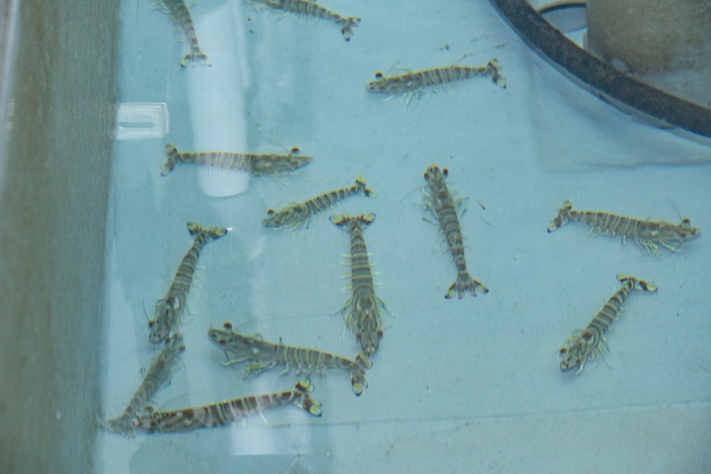 培育池中都是體型特別大的健康種蝦，市面相當少見，以此繁殖出的蝦苗應該會很健康唷！