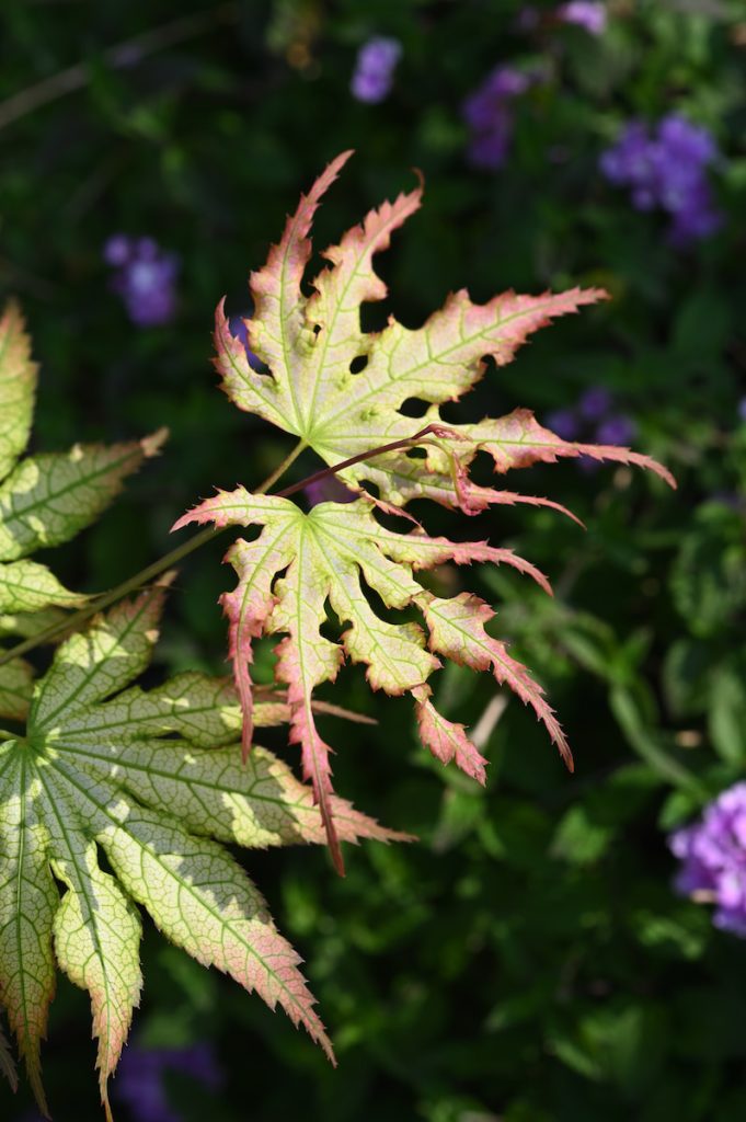 第一鬼魅有著獨特的葉片斑紋。