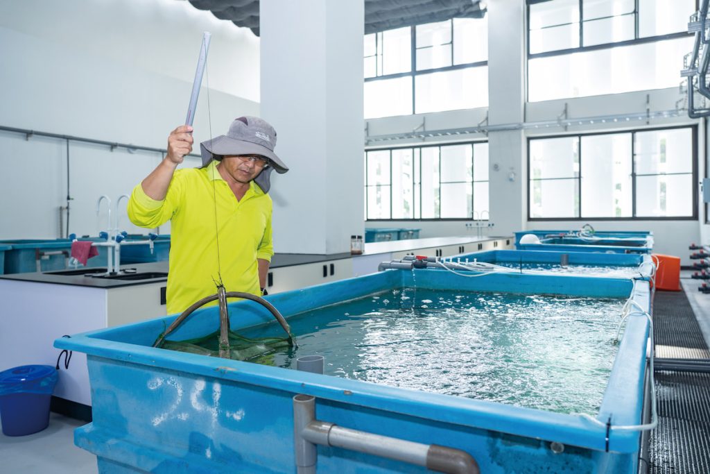 選出最健康的白蝦、草蝦以及泰國蝦，在無污染的環境下培育成種蝦，再以繁殖出來的蝦苗釋出給養殖場，反覆多次測試，以期能找出最強壯的種原。