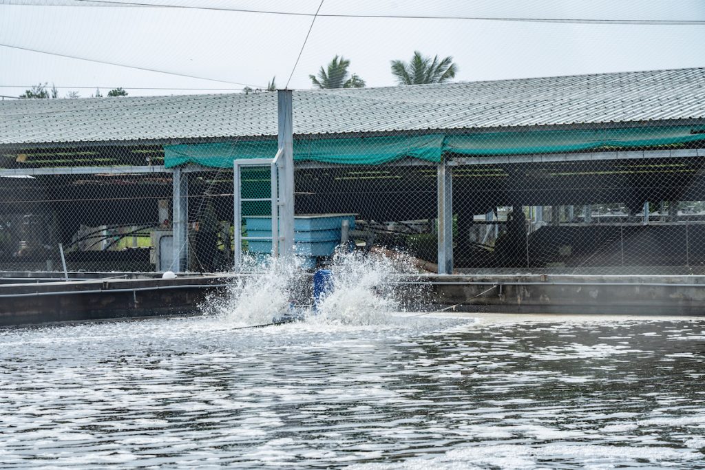 東港蝦類種原庫也建立室外養殖池的生物安全標準，在架設防鳥網的同時，也會注意與野生鳥類共存的原則。