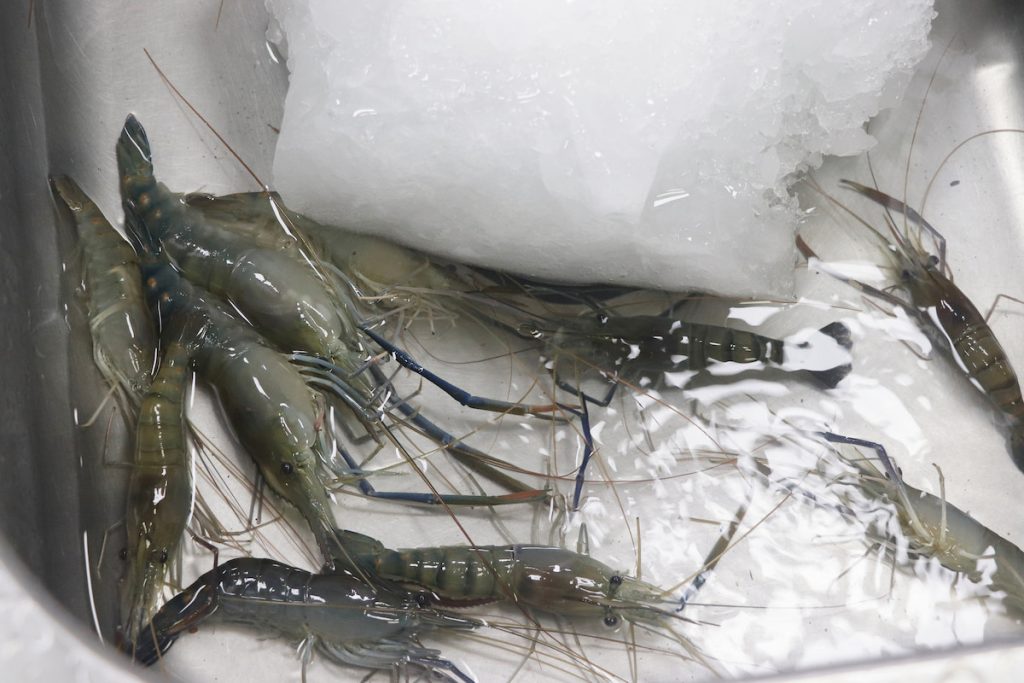 經過海水spa後的泰國蝦，體內髒汙排出，變得更乾淨。