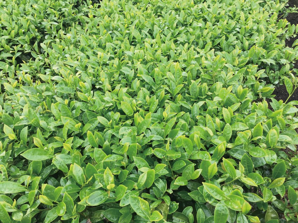 新竹縣湖口茶區,是臺灣重要茶產區。茶葉DNA指紋鑑定技術也能運用在茶樹品種資源的保護、利用。