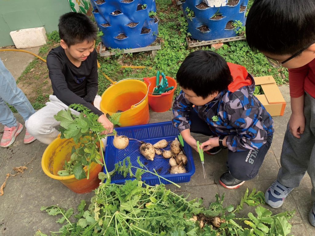 清江國小四年級學童親自體驗栽種蔬菜蘿蔓。(圖片提供╱蕭清月)
