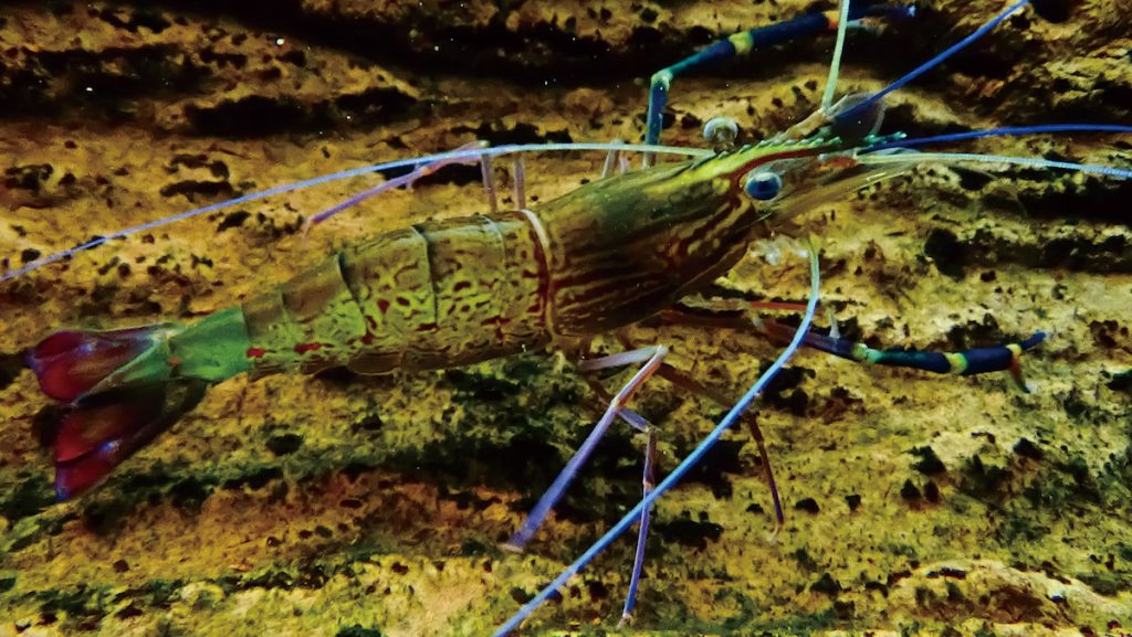 泰國蝦雌蝦。( 攝影╱ Cedricguppy -Loury Cédric on Wikimedia Commons CC SA 4.0 DEED)