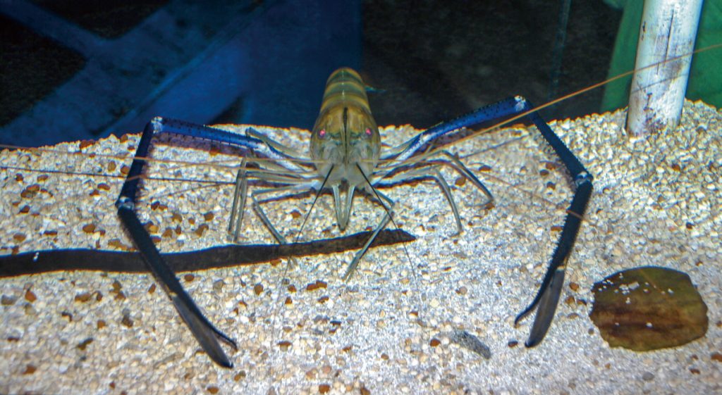 泰國蝦雄蝦的螯長而顯眼。(攝影╱ Jarek Tuszyński on Wikimedia Commons CC BY-SA 3.0 DEED)