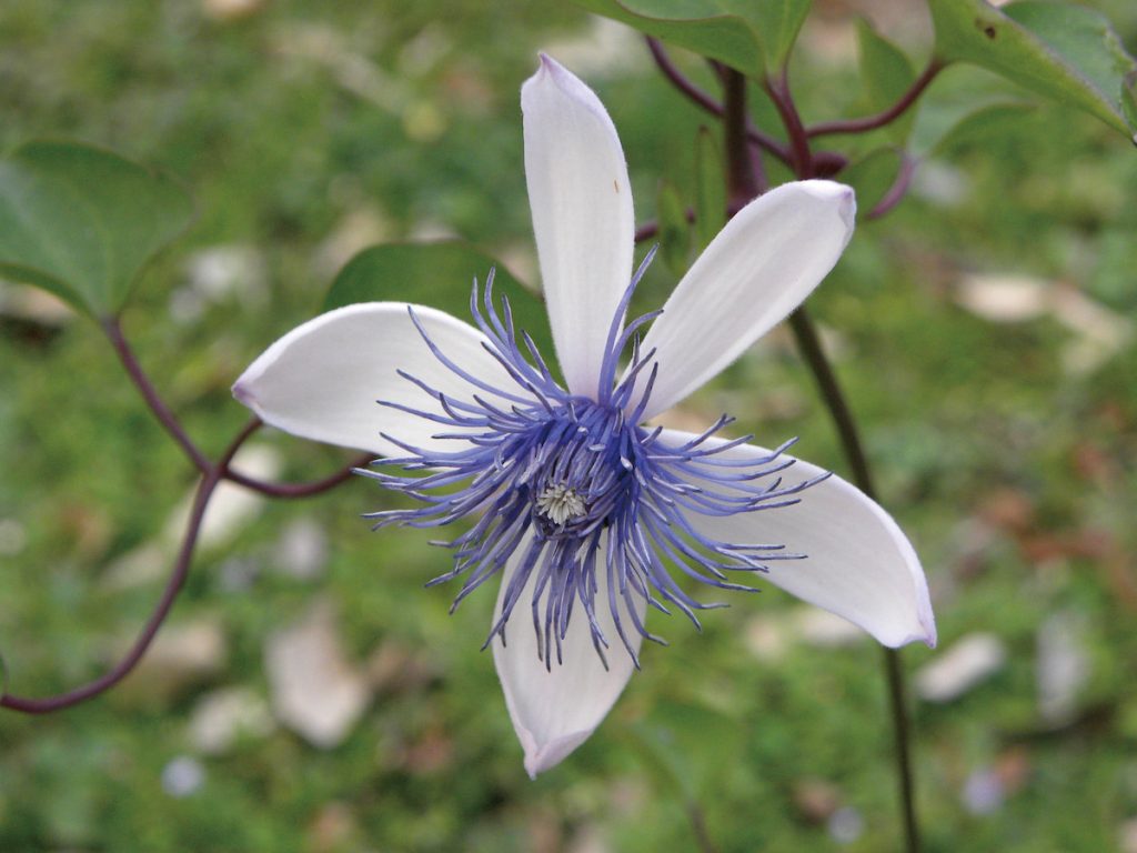 屏東鐵線蓮屬常綠木質藤本,Clematis akoensis 的ako(阿猴),同樣是馬卡道的屏東舊名。