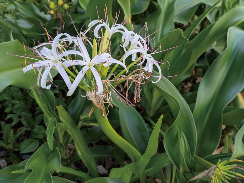 文珠蘭(fakong)別名允水蕉、文殊蘭,貓公位於河口,因遍生文珠蘭而得名。