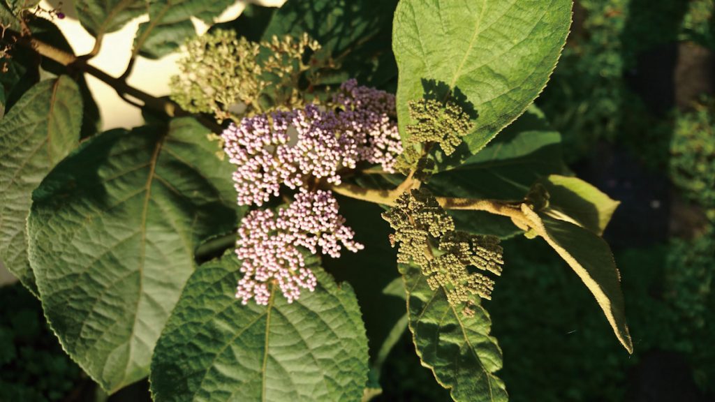 排灣族巫師中,zaqu(無患子的種子)是salian派巫師重要的道具,其所用的祭葉是臺灣紫珠(杜虹花)的葉片。