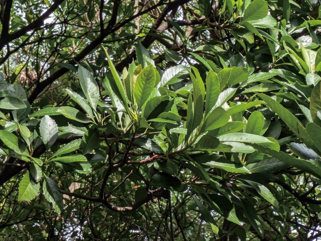 山枇杷(litu)生於臺灣中低海拔的闊葉林中,海端鄉的利稻村就是取自布農地名的 litu,因為此處多有山枇杷。除此之外,布農郡社群中的 islituan氏族,也是以山枇杷為姓氏。
