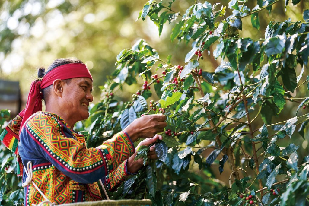 巴魯那莊園咖啡在屏東霧台海拔800 公尺高的自然環境中，以有機耕作方式種植咖啡。品嘗一口，就能喝出屬於台灣的純淨風味。