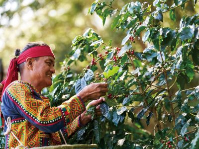 巴魯那莊園咖啡在屏東霧台海拔800 公尺高的自然環境中，以有機耕作方式種植咖啡。品嘗一口，就能喝出屬於台灣的純淨風味。