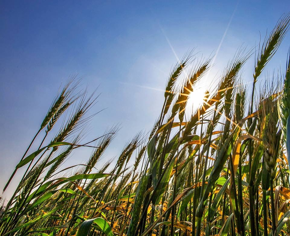陽光灑落麥穗，煞是美麗。