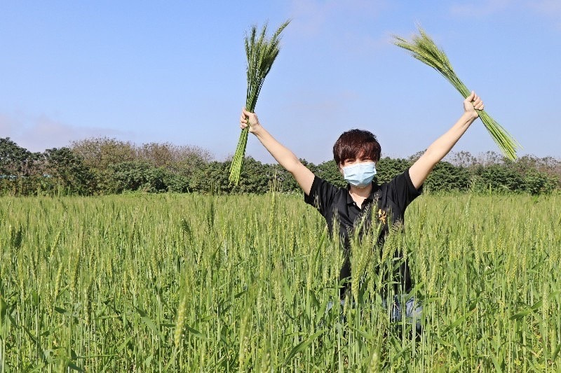 郭慧蟬開心收成挺過鳥害的小麥。