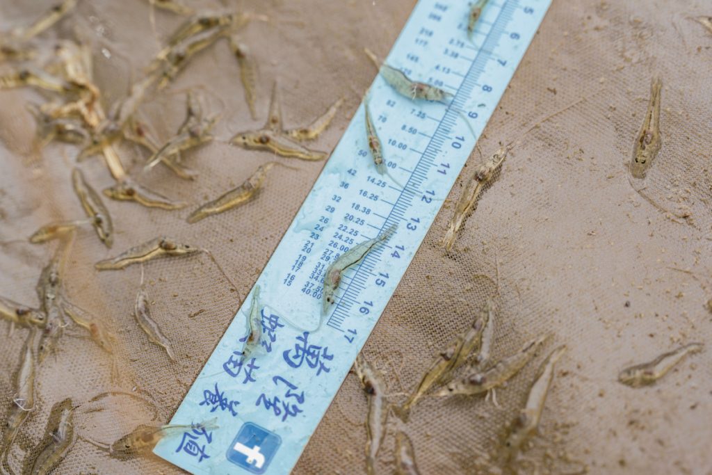 透過白蝦測量尺,可測量出體長、體重及尺寸,以便養殖人員快速判斷蝦隻成長是否符合預期。