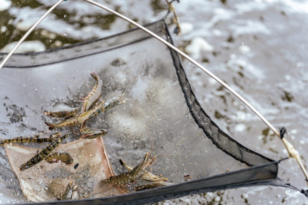 雷俊益的潮揚養殖場所飼養的草蝦,目前有八成的產量都供應給宜蘭在地的釣蝦場使用。