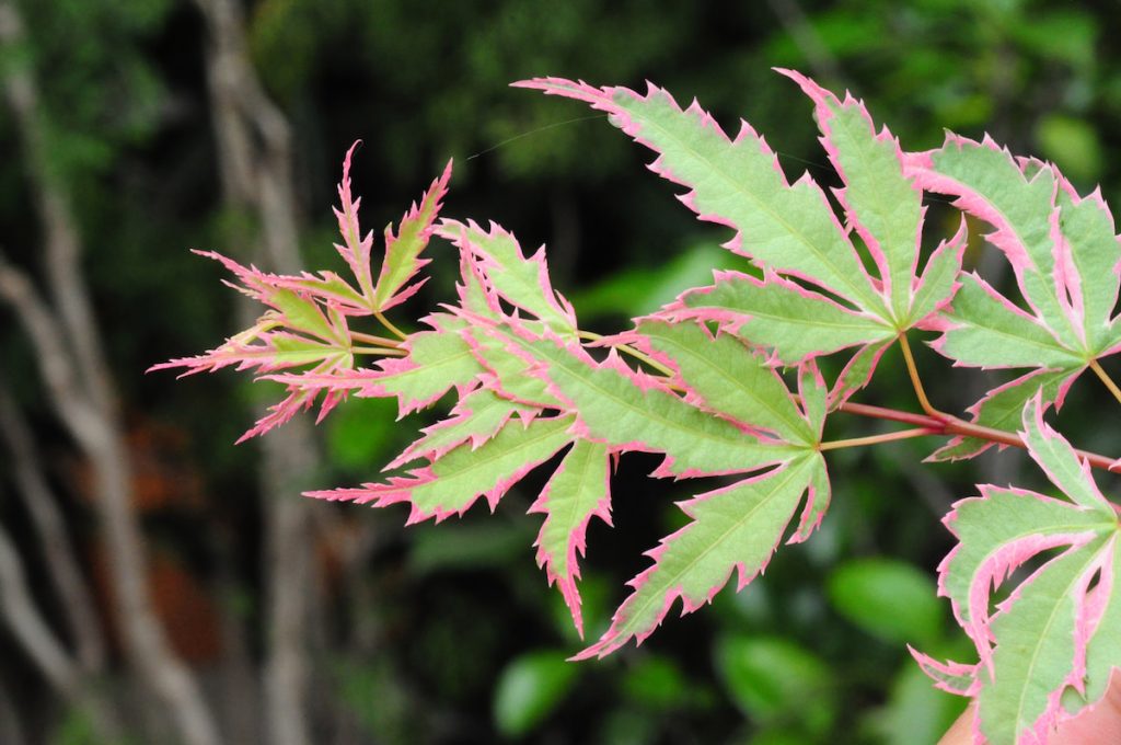 有著搶眼粉紅色鑲邊的泰勒品種楓樹,是來自歐美系統的品種。