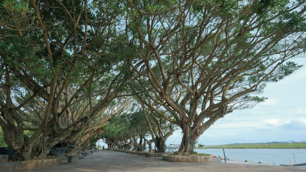 在臺灣的都市綠化中，榕樹是經常栽種的樹種。（攝影╱Taiwankengo on Wikimedia, CC BY-SA 4.0）