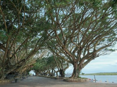 在臺灣的都市綠化中，榕樹是經常栽種的樹種。（攝影╱Taiwankengo on Wikimedia, CC BY-SA 4.0）