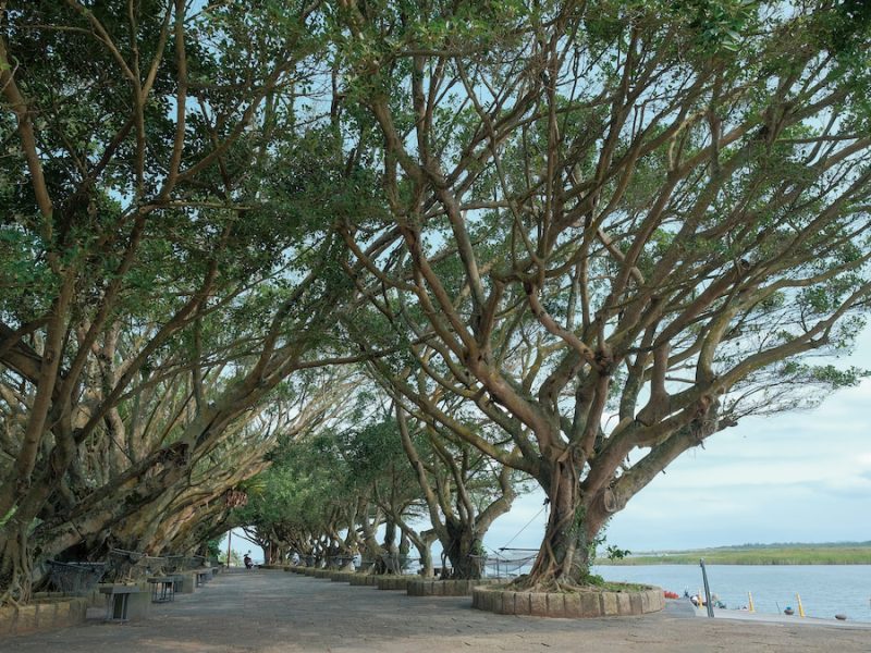在臺灣的都市綠化中，榕樹是經常栽種的樹種。（攝影╱Taiwankengo on Wikimedia, CC BY-SA 4.0）