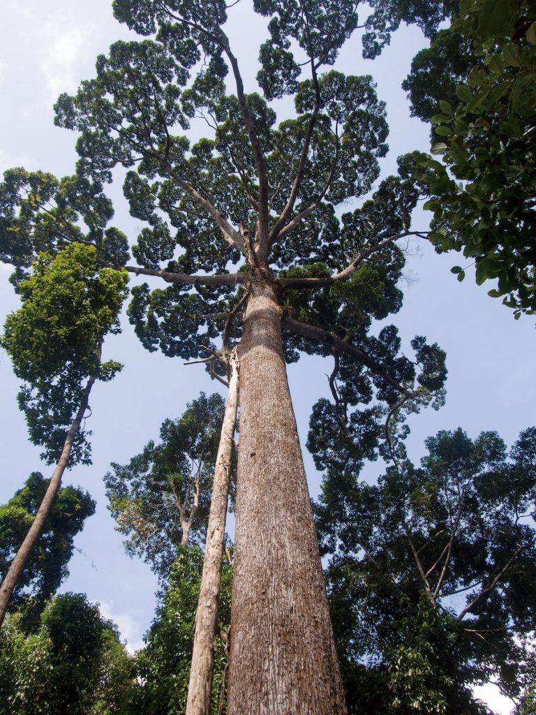 龍腦香科是東南亞熱帶雨林中具有代表性的植物。(攝影╱Mike Prince on Wikimedia,CC BY 2.0)