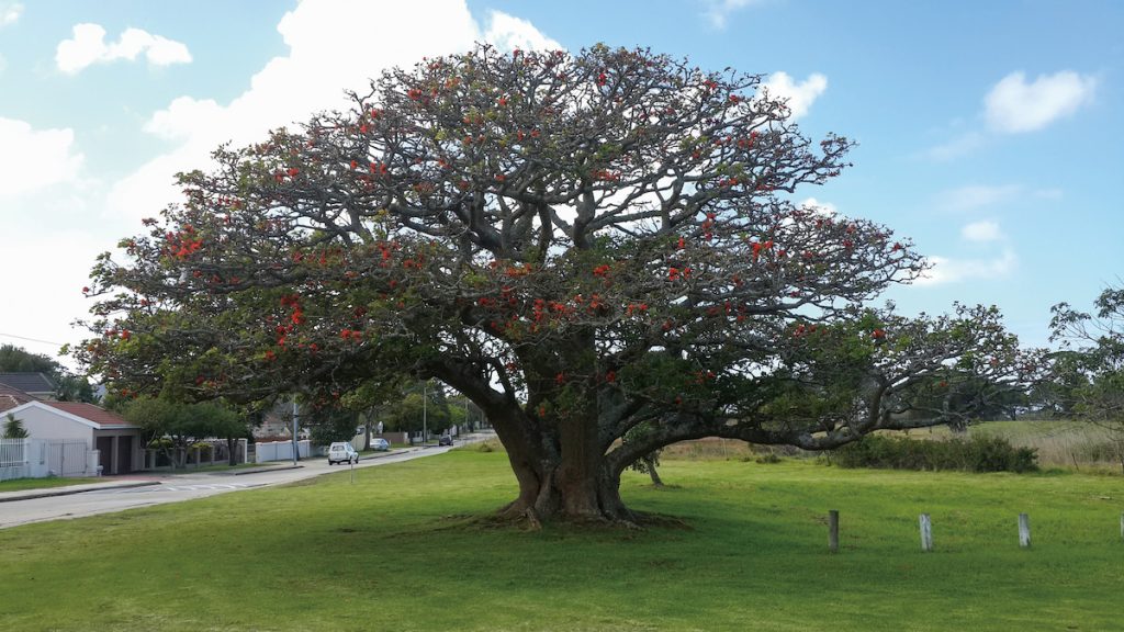 原產於非洲東南部的南非刺桐是豆科刺桐屬植物。(攝影╱Andrew Higgs on Wikimedia, CC BY-SA 4.0)