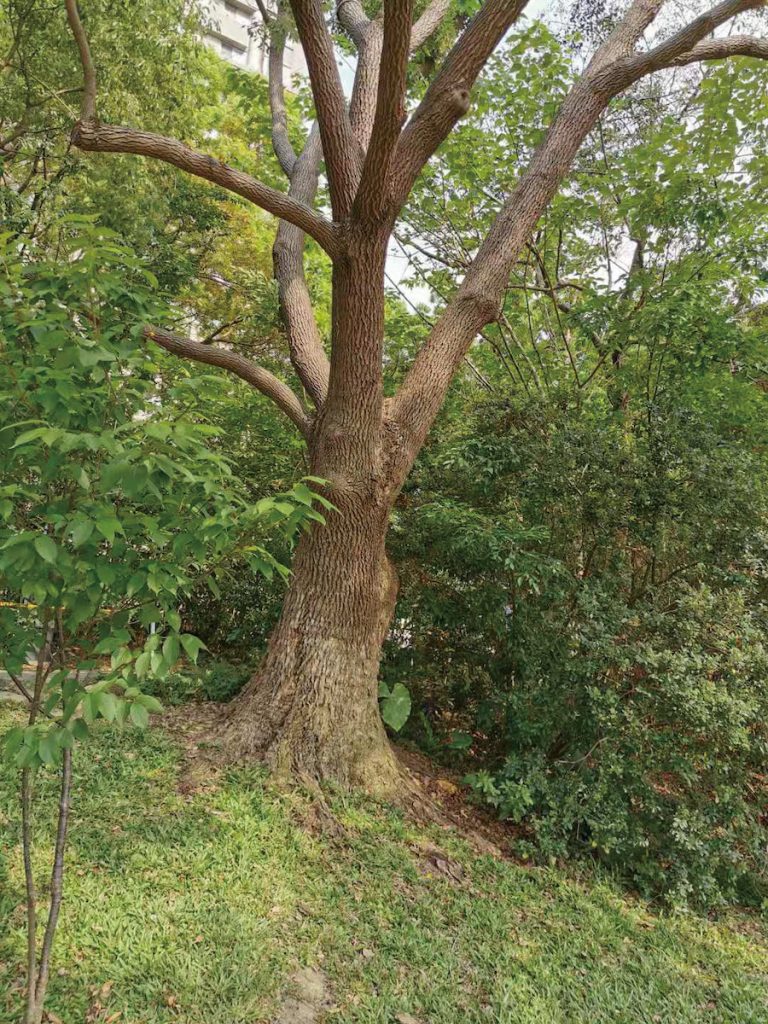 樟樹曾是臺灣早期製造樟腦的重要經濟樹種。(攝影╱Ping an Chang on Wikimedia,CC BY-SA 4.0)