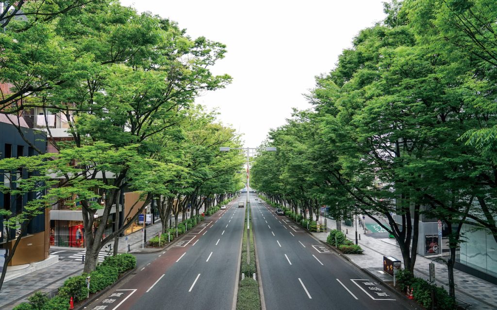 日本表參道上的櫸木,是榆科櫸屬的植物。(攝影╱Show on photoAC)