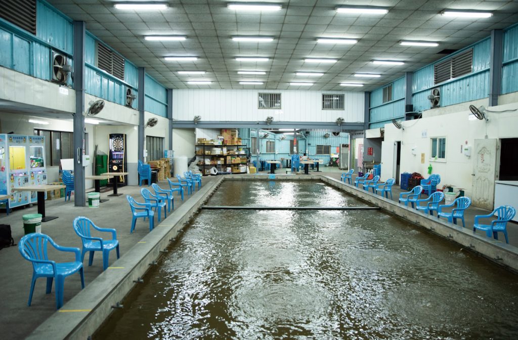 臺灣獨特的釣蝦場文化，池內的蝦主要以泰國蝦為主。（攝影╱王大偉）