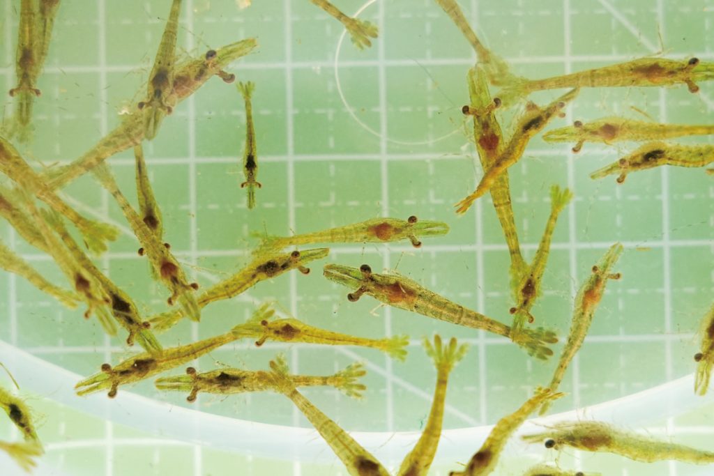 草蝦苗人工繁殖技術的突破，是草蝦養殖的重要里程碑。（攝影╱林韋言）