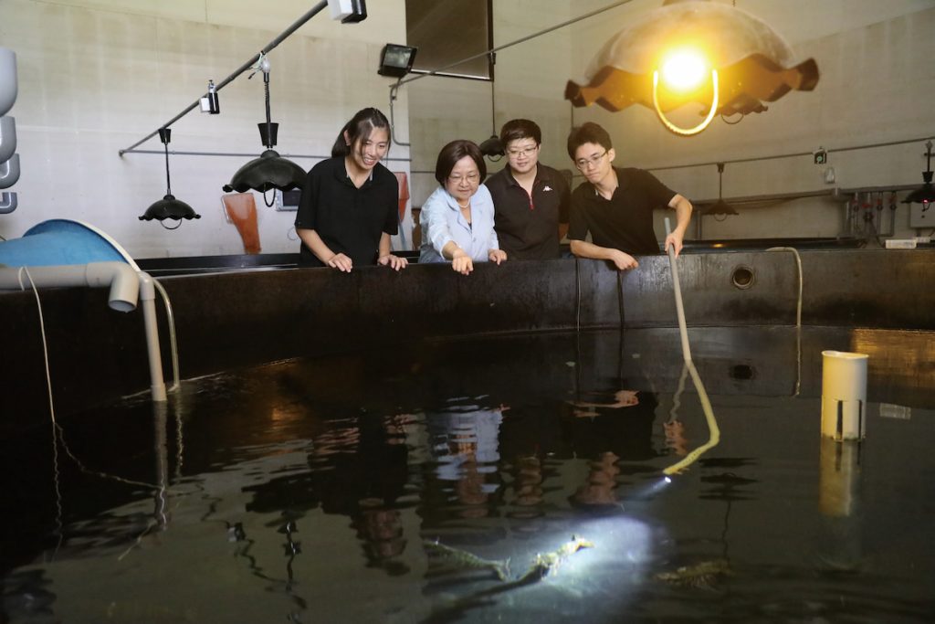 羅竹芳在種蝦催熟室觀察蝦生殖腺發育的程度。