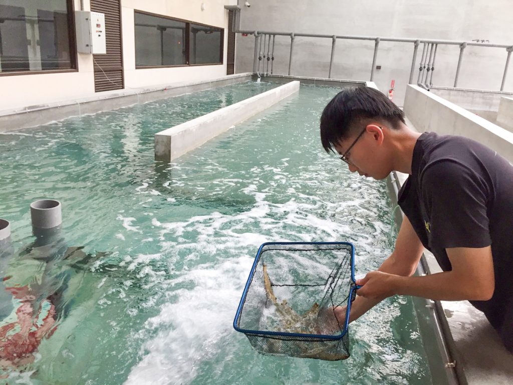 每天早晨,工作人員會到草蝦種蝦育成區檢視草蝦的成長狀況。