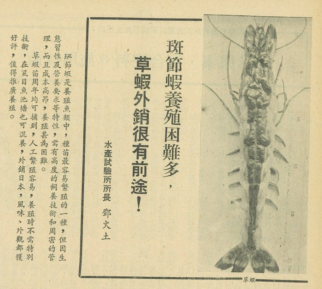 前水試所所長鄧火土曾在《豐年》撰文，指出草蝦比起斑節蝦養殖更易，以及前者外銷的潛力。（翻攝自豐年第23卷第19期，1974年10月1日出版）