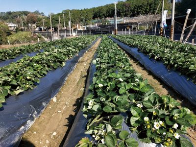 使用液化澱粉芽孢桿菌（TCB9722）有機液肥的田間實際種植情況。