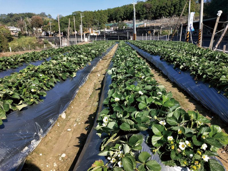 使用液化澱粉芽孢桿菌（TCB9722）有機液肥的田間實際種植情況。