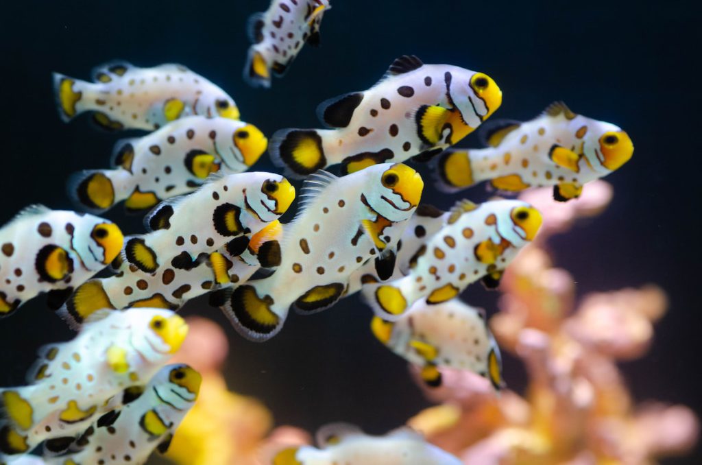 「凍瘡」小丑。