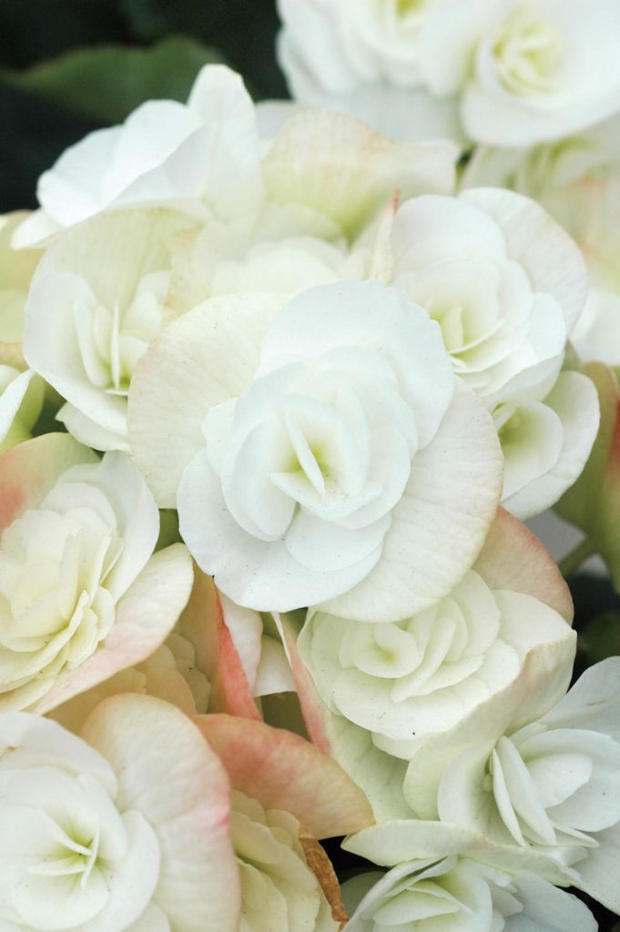 白色的麗格海棠放在室內,適合營造清爽的氛圍。